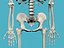 bones skeleton 3d model