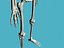 bones skeleton 3d model