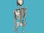 bones skeleton 3d model