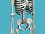 bones skeleton 3d model