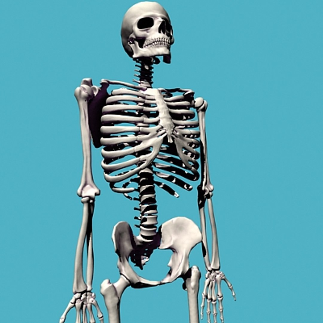 bones skeleton 3d model https://p.turbosquid.com/ts-thumb/b0/j7JsHE/n636juBv/sceleton_prev02/jpg/1159545071/1920x1080/fit_q87/72f8deb0967a1aa2a9133c47edabfe8cb9be33d8/sceleton_prev02.jpg