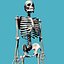 bones skeleton 3d model