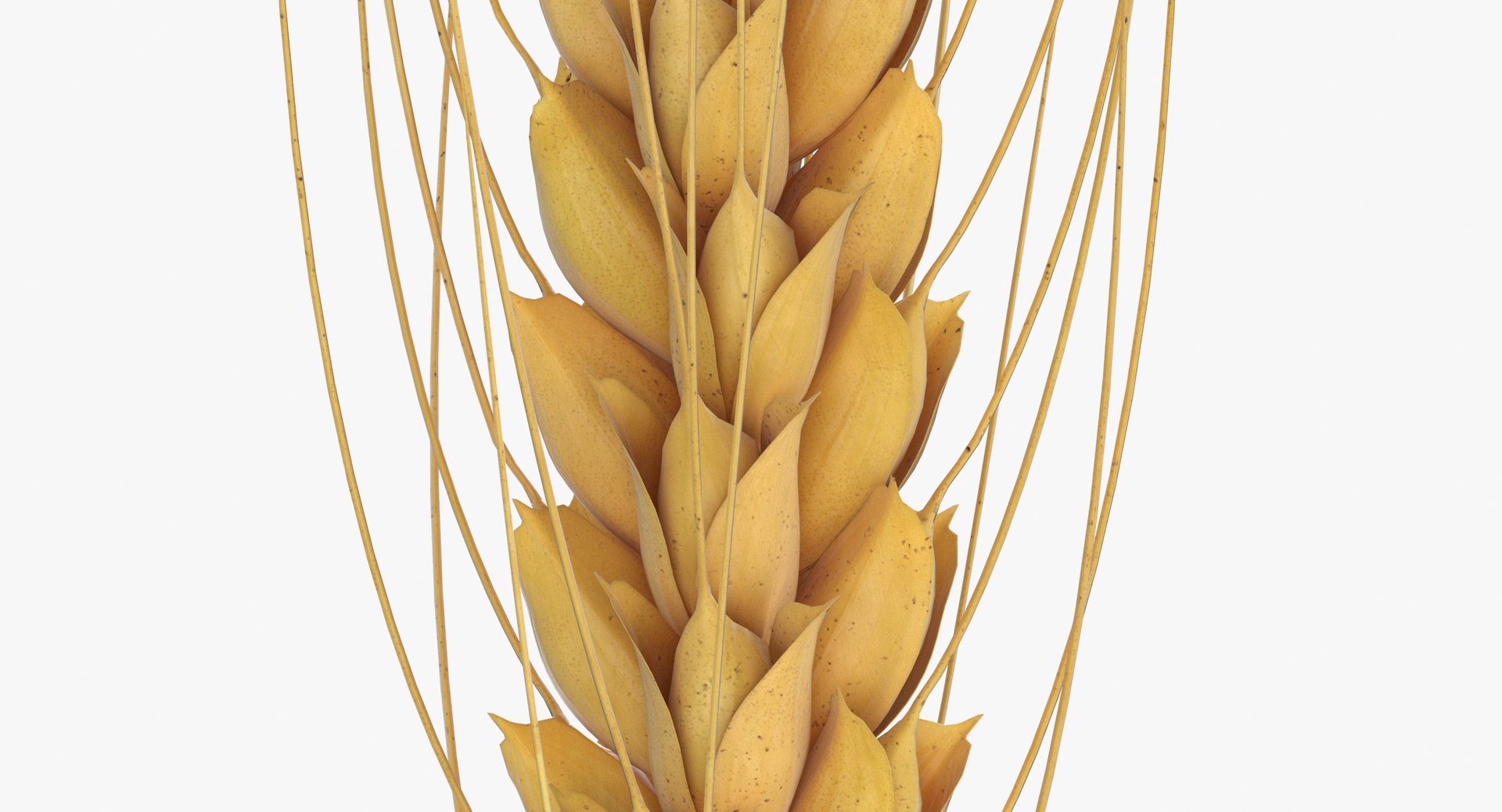 3D model wheat branch 02 https://p.turbosquid.com/ts-thumb/b1/3WDUXO/FA/wheat_branch_02_thumbnail_0007/jpg/1614007753/1920x1080/fit_q87/9cbb930c12e62c0feac5fec9378a2fdaf6c6e634/wheat_branch_02_thumbnail_0007.jpg