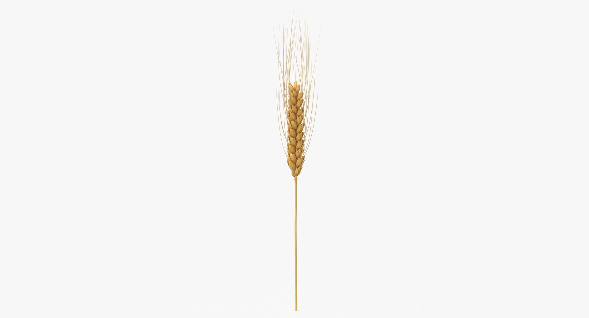 3D model wheat branch 02 https://p.turbosquid.com/ts-thumb/b1/3WDUXO/PG/wheat_branch_02_thumbnail_0003/jpg/1614007734/1920x1080/fit_q87/06632a002159806dd1b3e0c9ea498a6d11a7d0ef/wheat_branch_02_thumbnail_0003.jpg