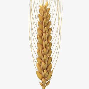 Wheat Branch 02