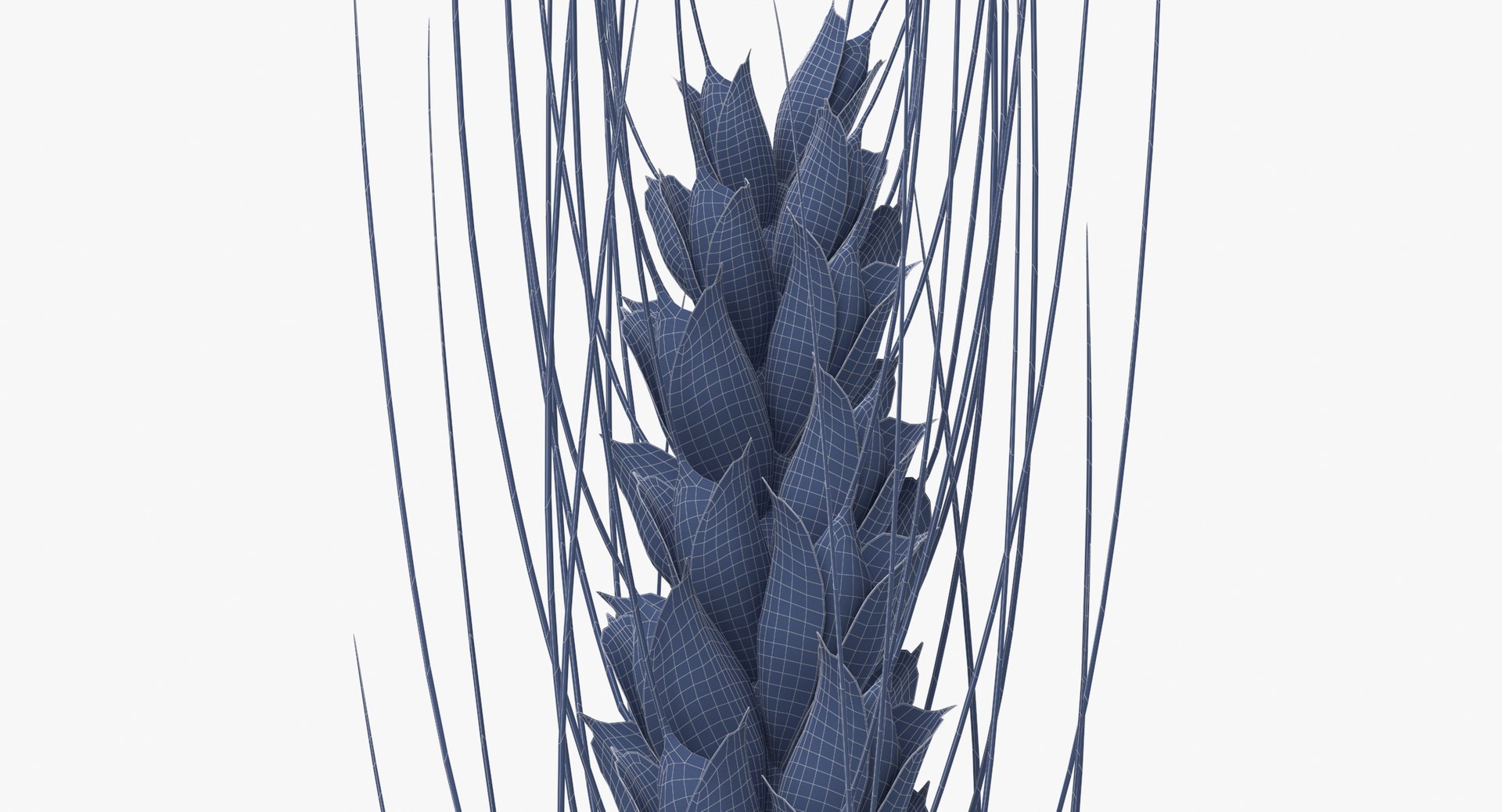 3D model wheat branch 02 https://p.turbosquid.com/ts-thumb/b1/3WDUXO/T9/wheat_branch_02_wireframe_0008/jpg/1614007792/1920x1080/fit_q87/c7b3f1a3b0008d830c5d872b0706c262723f320a/wheat_branch_02_wireframe_0008.jpg
