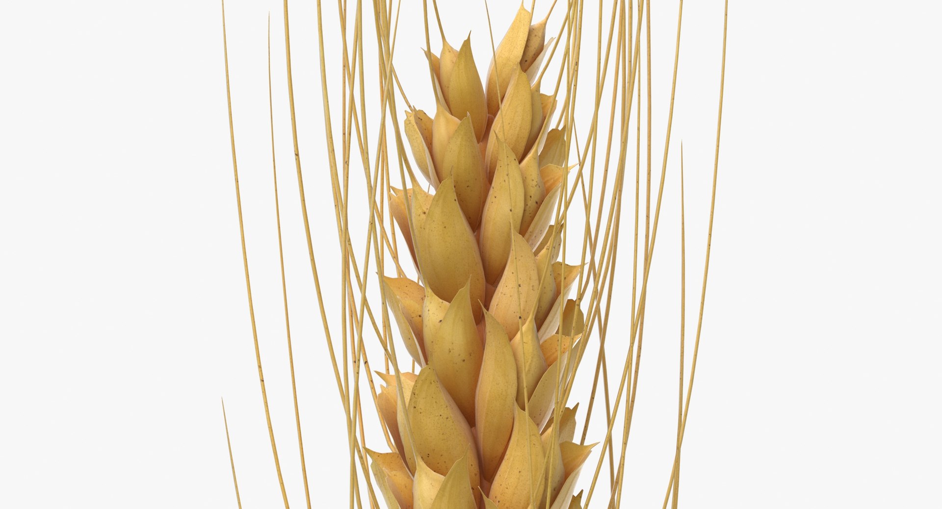 3D model wheat branch 02 https://p.turbosquid.com/ts-thumb/b1/3WDUXO/qG/wheat_branch_02_thumbnail_0008/jpg/1614007757/1920x1080/fit_q87/72ee9aaa165ca3f3b7cbf43fc1873f10f346faea/wheat_branch_02_thumbnail_0008.jpg