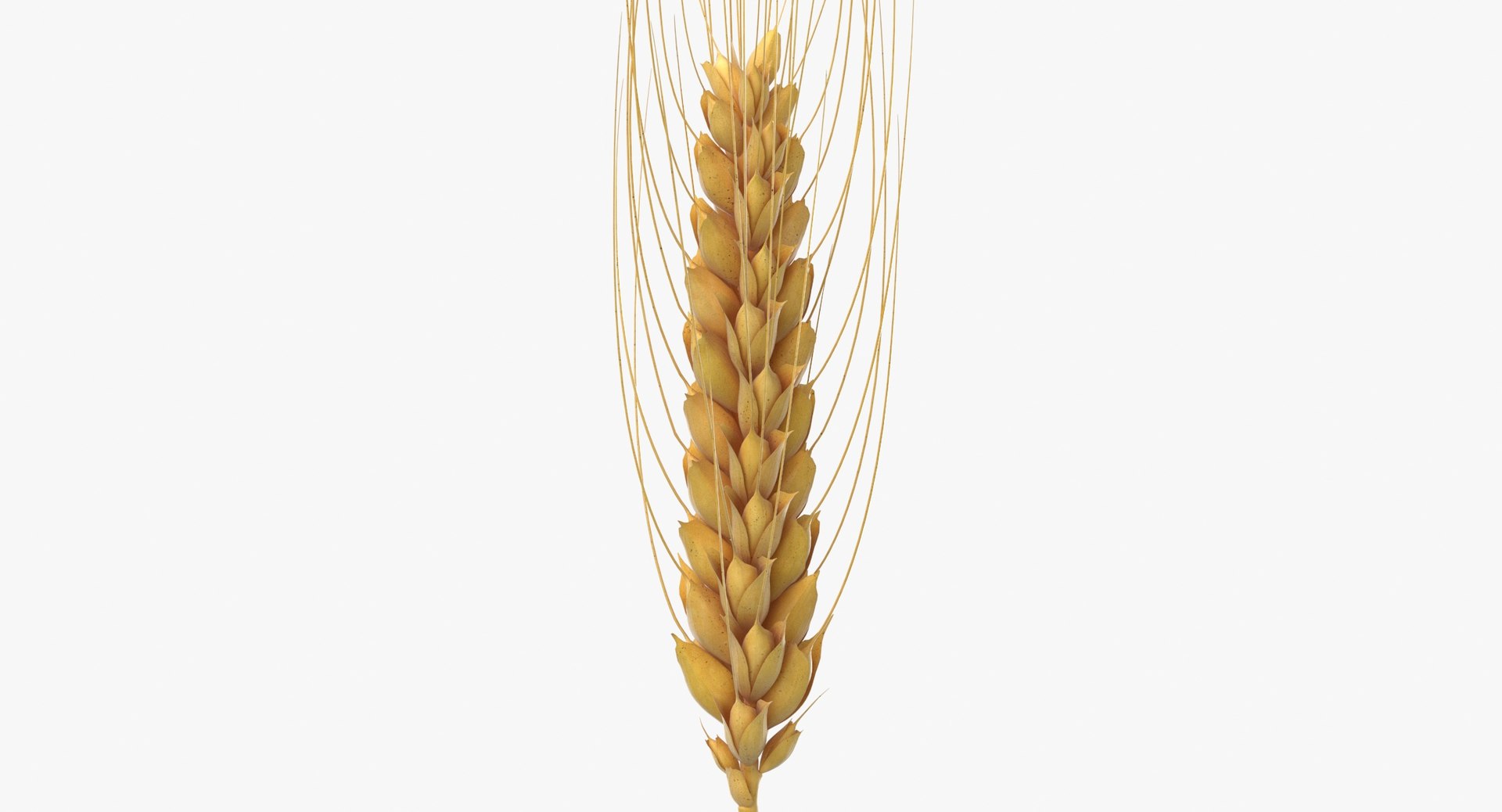 3D model wheat branch 02 https://p.turbosquid.com/ts-thumb/b1/3WDUXO/y8/wheat_branch_02_thumbnail_0002/jpg/1614007590/1920x1080/fit_q87/5cf824efbccd1e9599299c645466948ffb46ff35/wheat_branch_02_thumbnail_0002.jpg