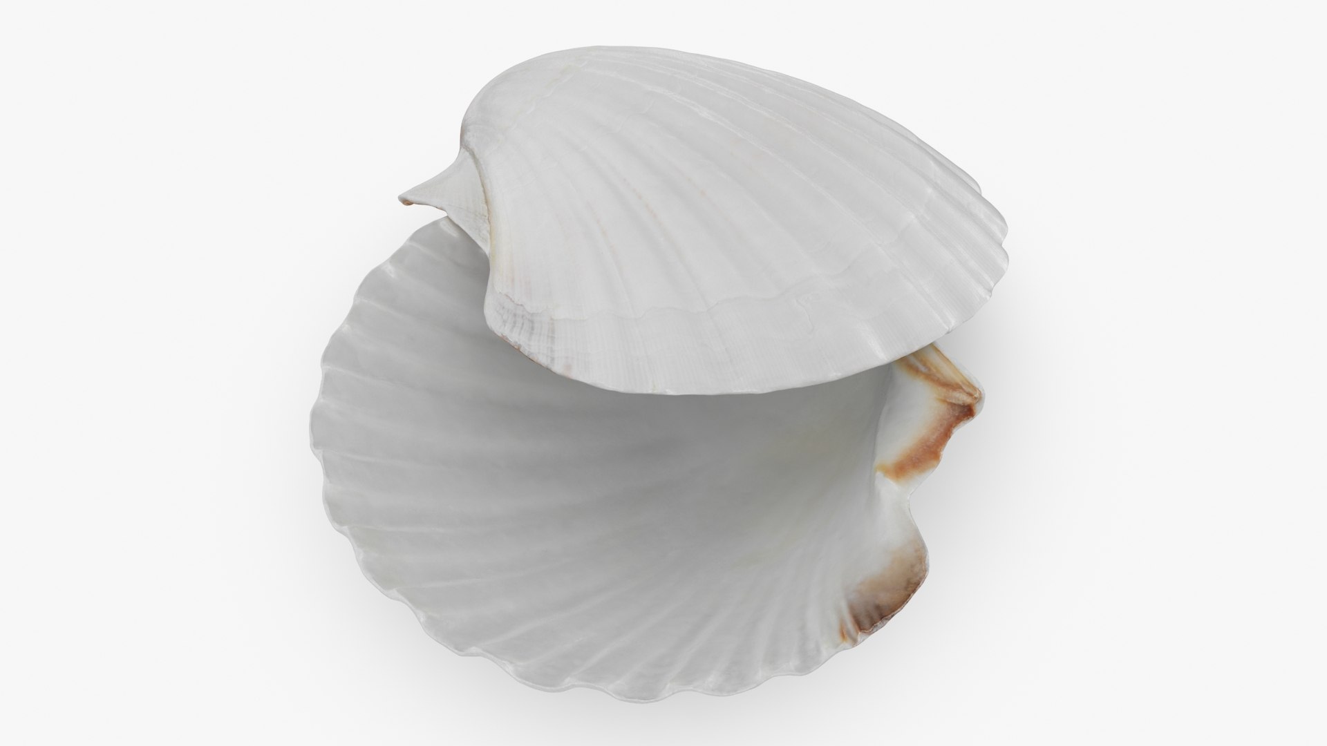 Clam Shell 03 Pose 2 3D - TurboSquid 2269923