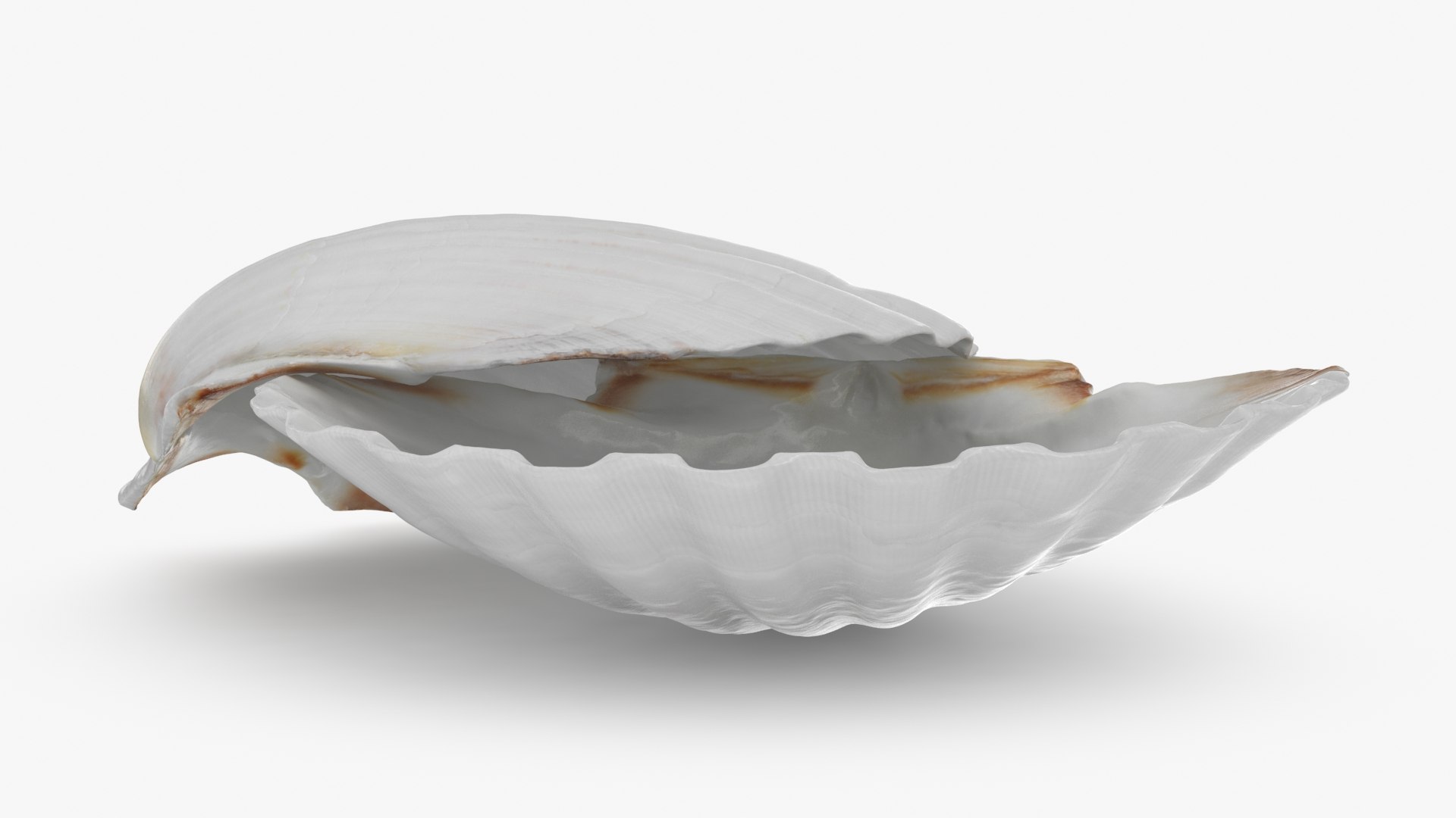 Clam Shell 03 Pose 2 3D - TurboSquid 2269923