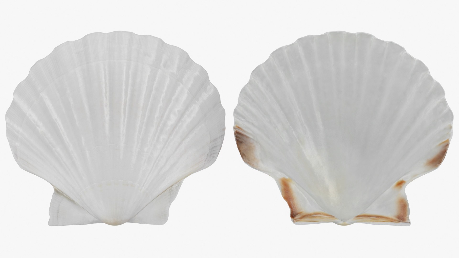 Clam Shell 03 Pose 2 3D - TurboSquid 2269923