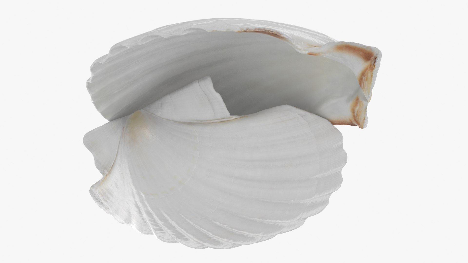 Clam Shell 03 Pose 2 3D - TurboSquid 2269923