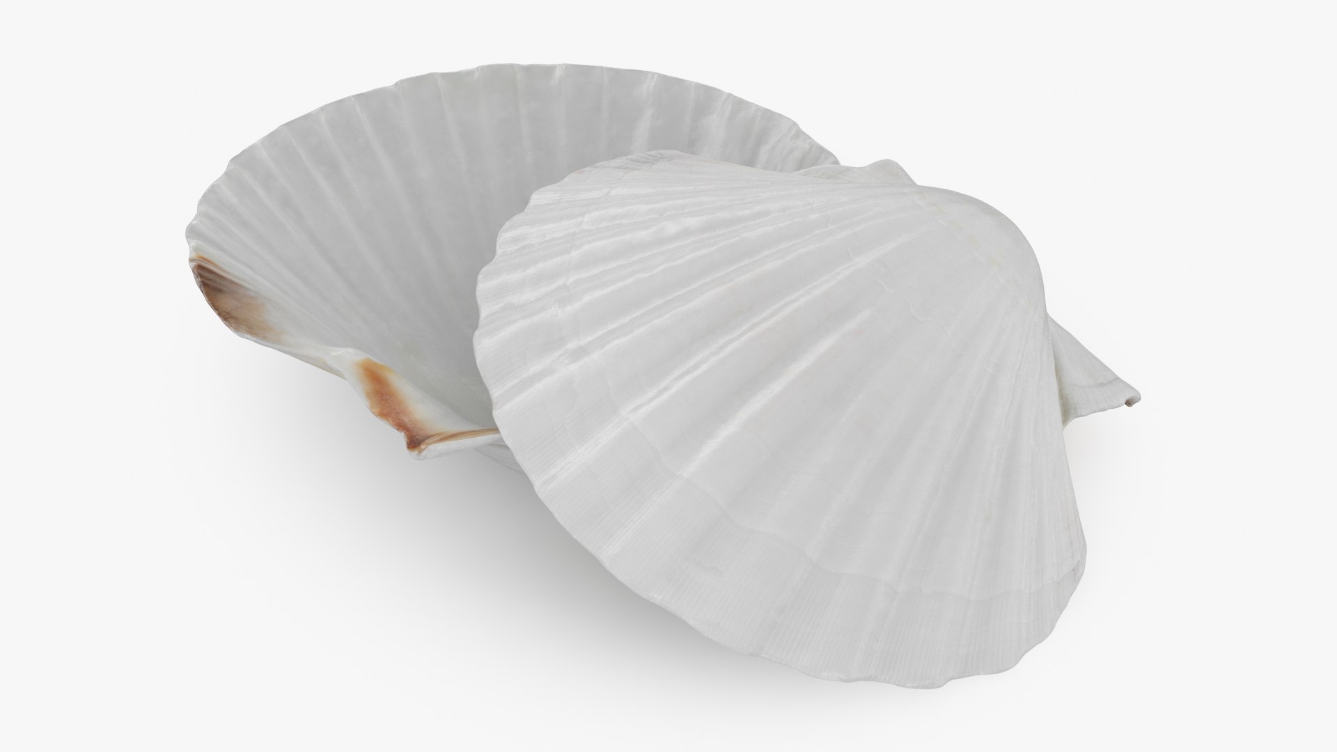 Clam Shell 03 Pose 2 3D - TurboSquid 2269923
