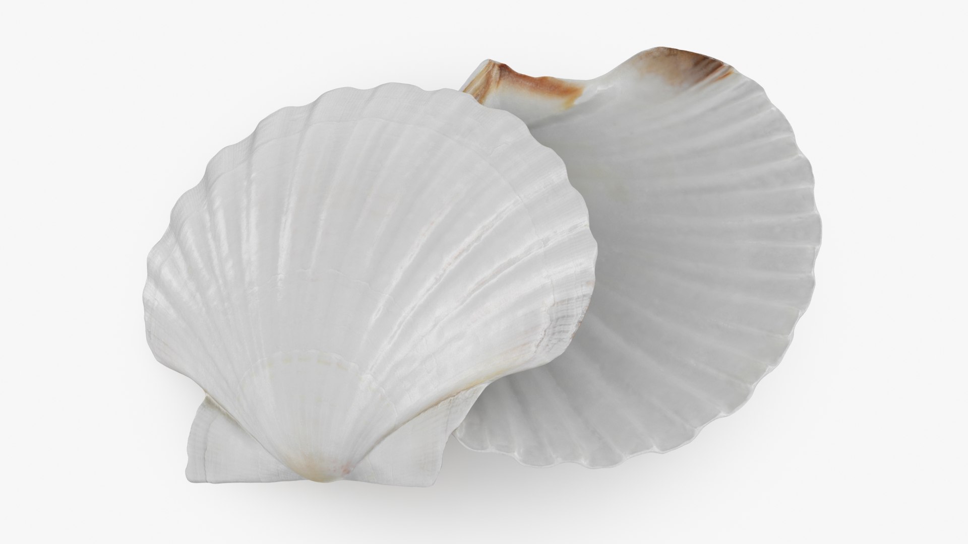 Clam Shell 03 Pose 2 3D - TurboSquid 2269923