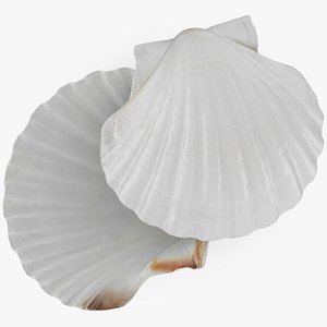 Clam Shell 03 Pose 2 3D