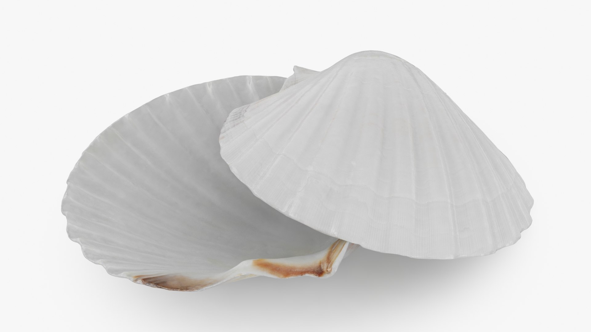 Clam Shell 03 Pose 2 3D - TurboSquid 2269923