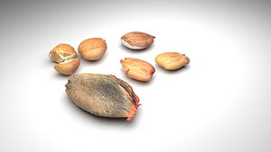 3D model Apricot Seed and Kernels