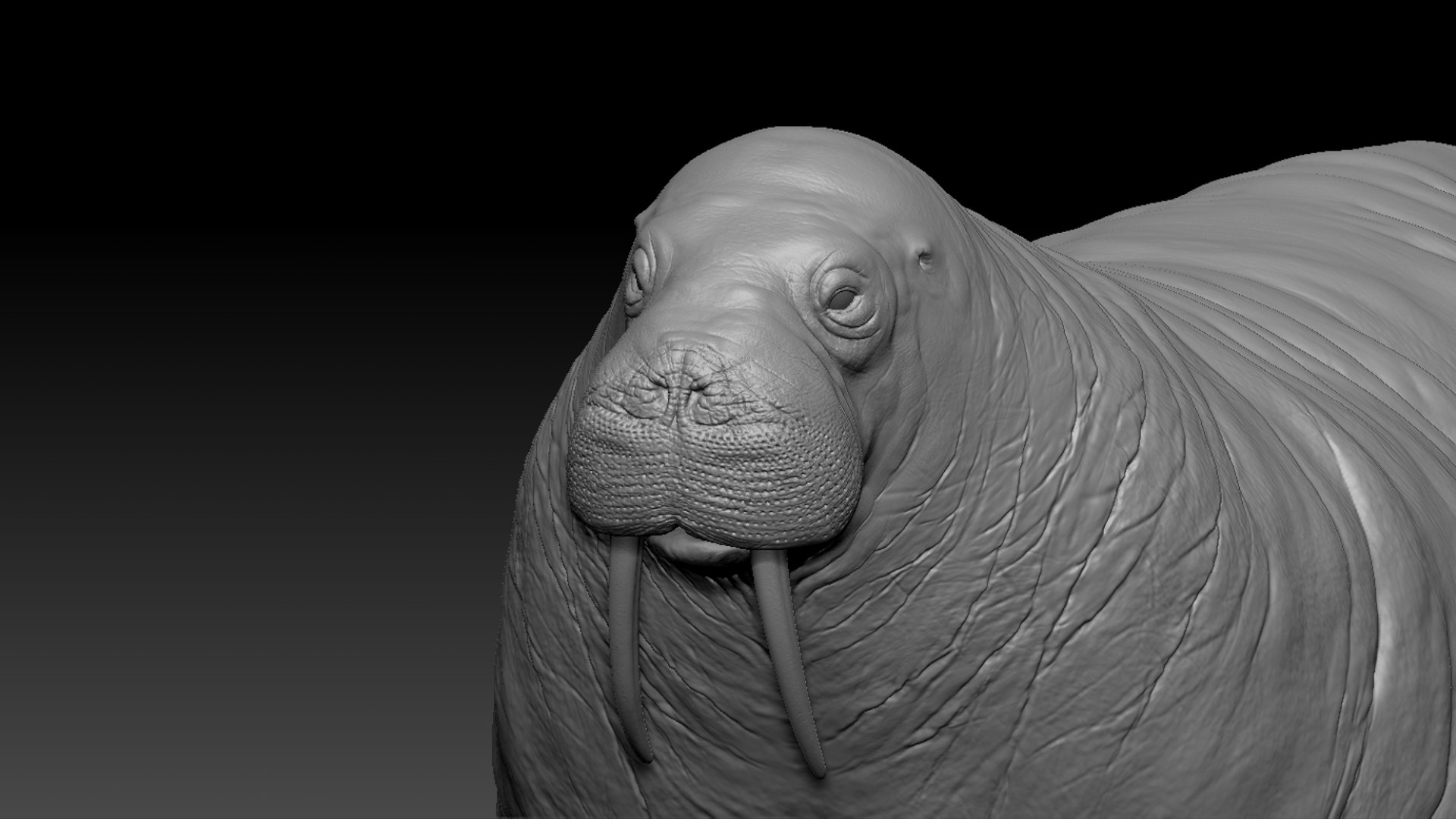 3D Walrus Rigged 3D Model - TurboSquid 2426392