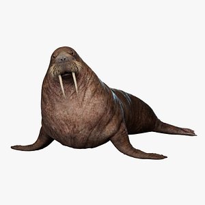 Walrus Rigged 3D