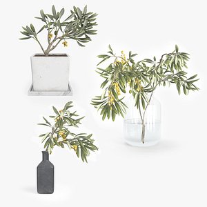 Decorative Olive Plants For Table Decoratioon 3D model