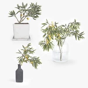 Decorative Olive Plants For Table Decoratioon