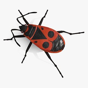 Firebug Pyrrhocoris Apterus Insect Red Black Fur 3D model