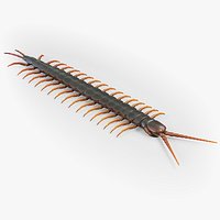 Scolopendra
