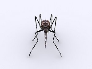 3ds max aedes mosquito dengue
