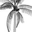 Coconut full 3D