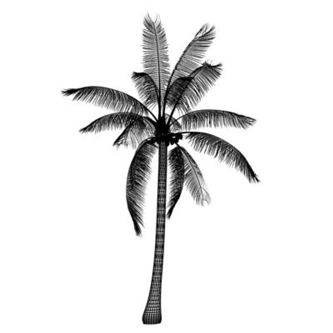 coconut 3d model https://p.turbosquid.com/ts-thumb/b1/no4VOB/nm5wQDZK/ytr/jpg/1220858425/1920x1080/fit_q87/c3ea052c14905ae7b165b046684aeca690963535/ytr.jpg