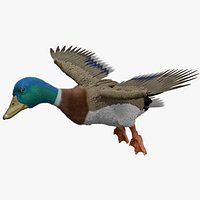 Mallard duck male feathers rigged