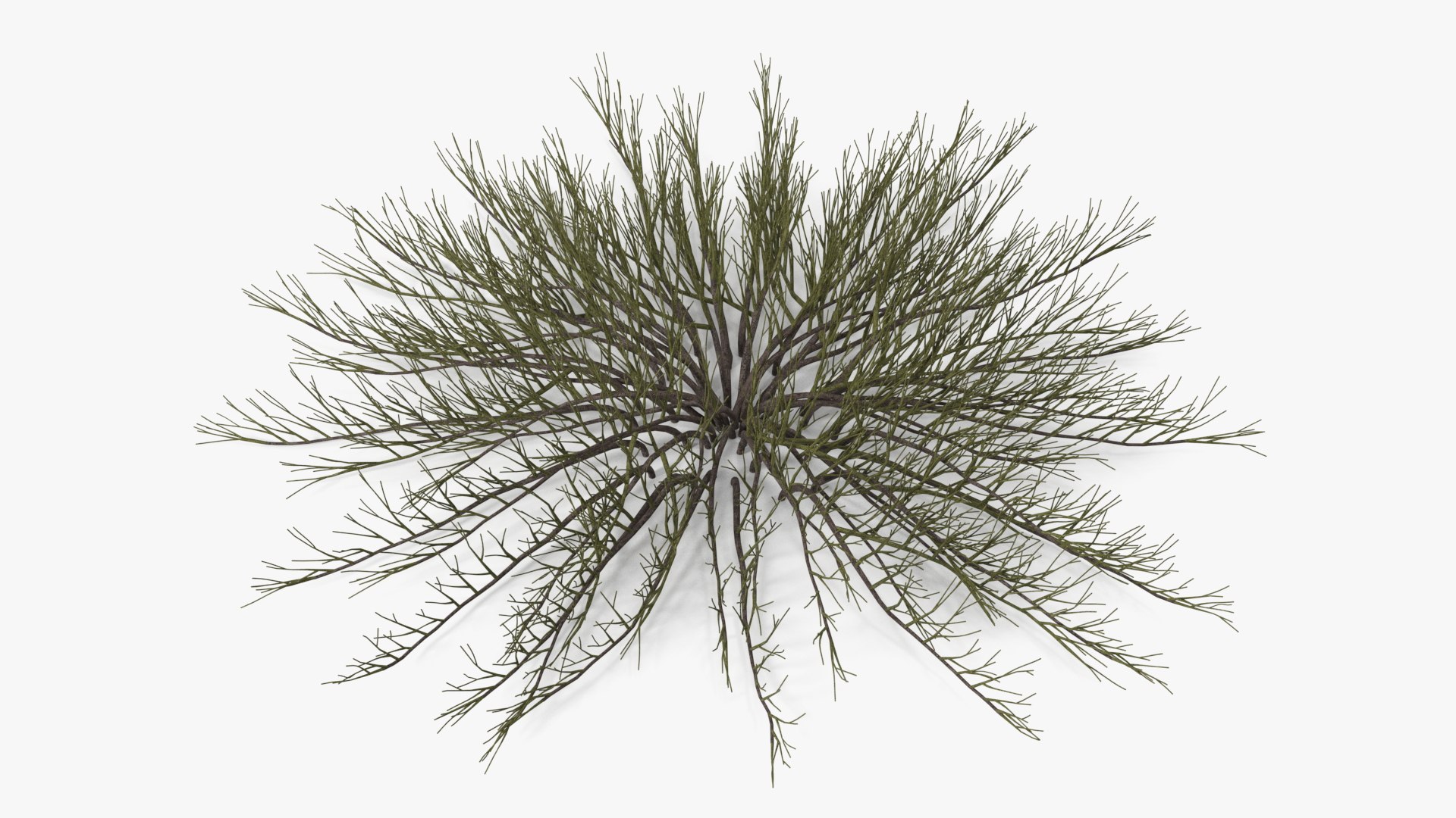 Horizontal Conifer Shrub(1) 3D model preview