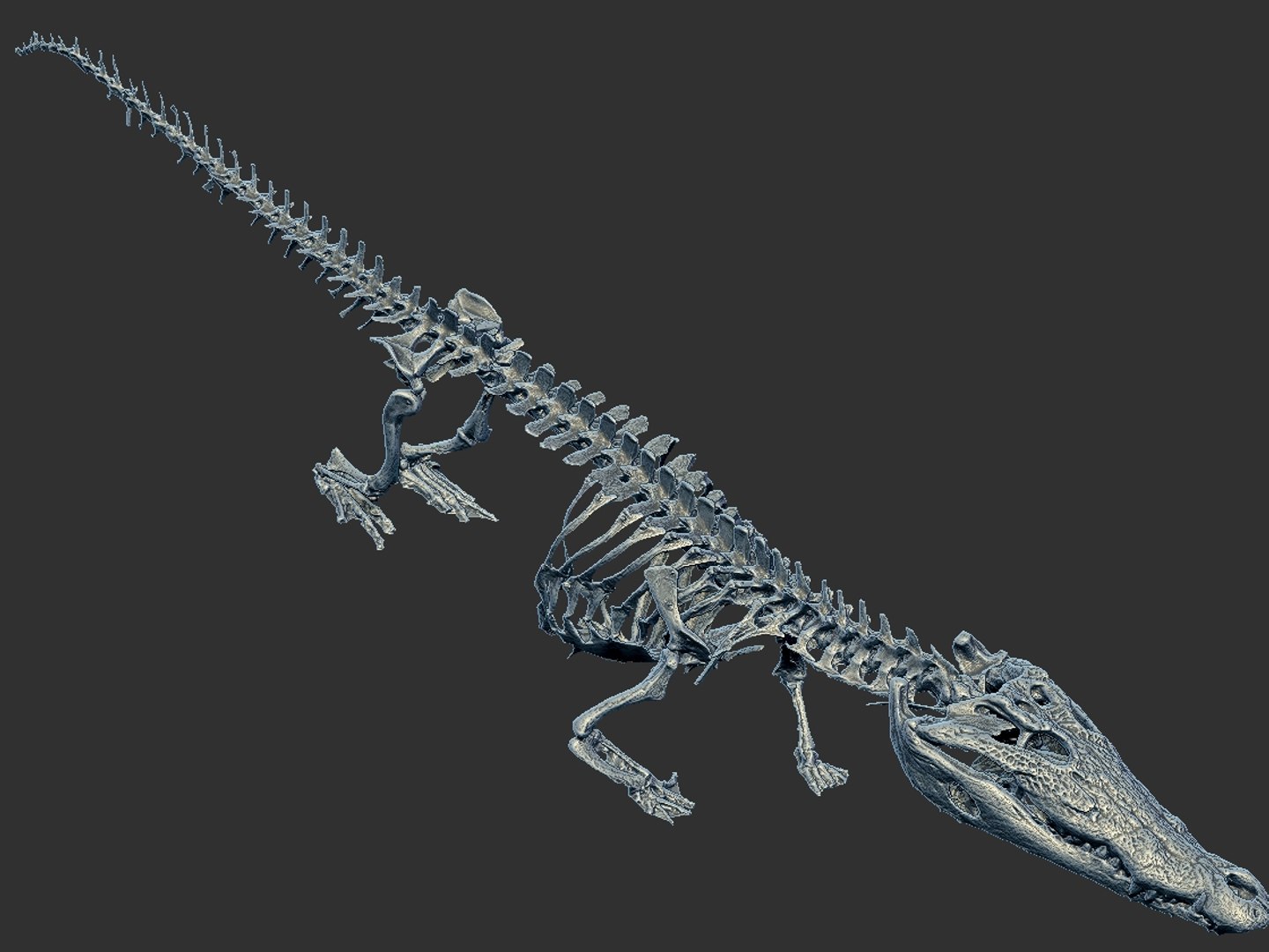 3D Alligator Skeleton Hd Model - TurboSquid 1570942