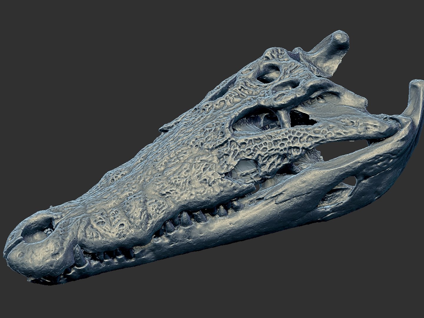 3D Alligator Skeleton Hd Model - TurboSquid 1570942