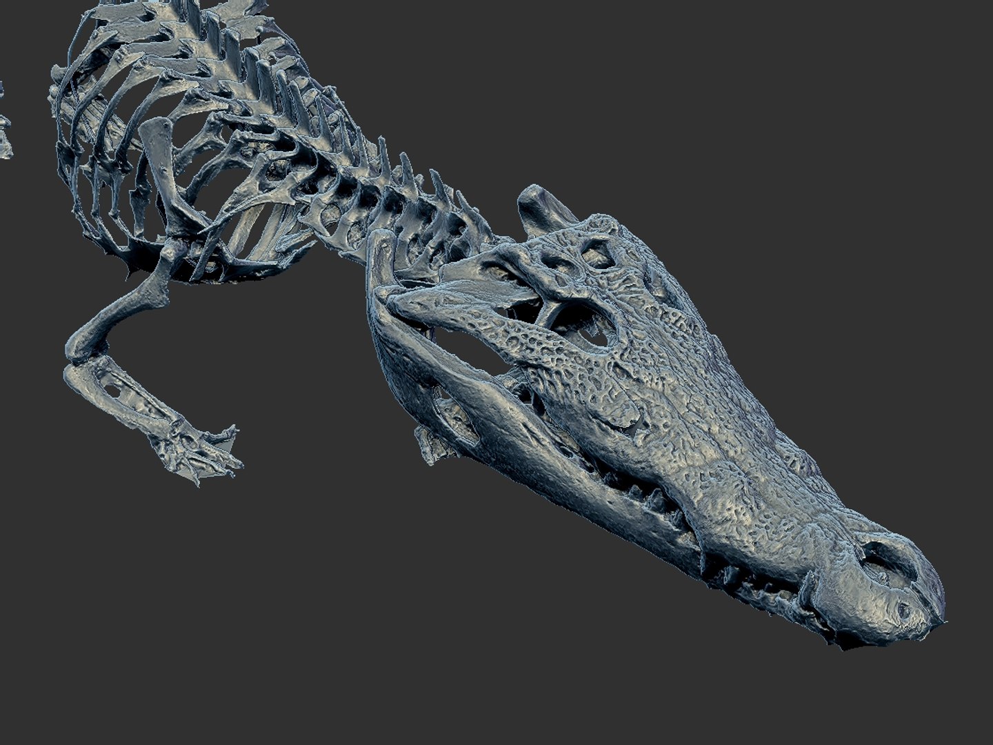 3D Alligator Skeleton Hd Model - TurboSquid 1570942