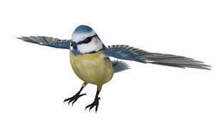 Blue tit bird