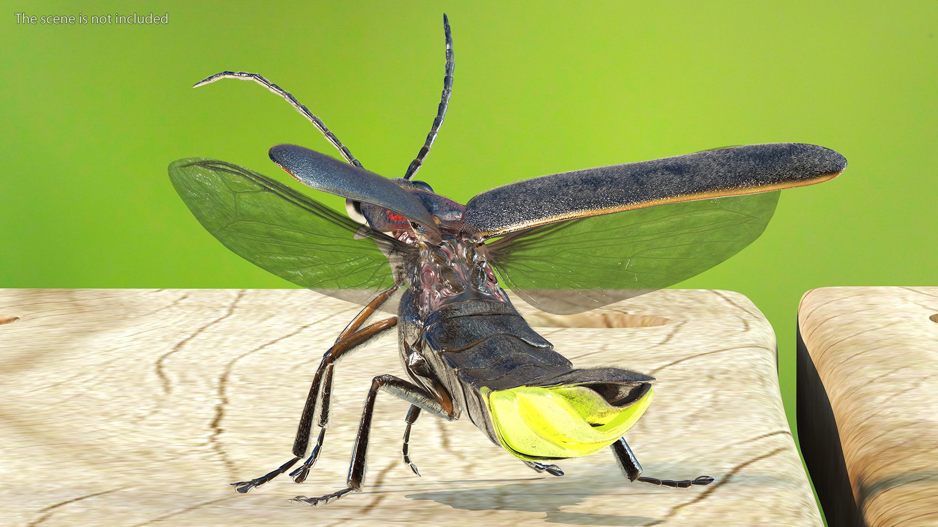 3D Glowing Eastern Firefly Standing Pose Fur model https://p.turbosquid.com/ts-thumb/b2/A8qKId/Va/glowingeasternfireflystandingposefurc4dmodel004/jpg/1703845424/1920x1080/fit_q87/89c1d9b6df9bcff2d43f3dea1720ed9aecfd1aea/glowingeasternfireflystandingposefurc4dmodel004.jpg
