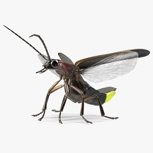 3D Glowing Eastern Firefly Standing Pose Fur model
