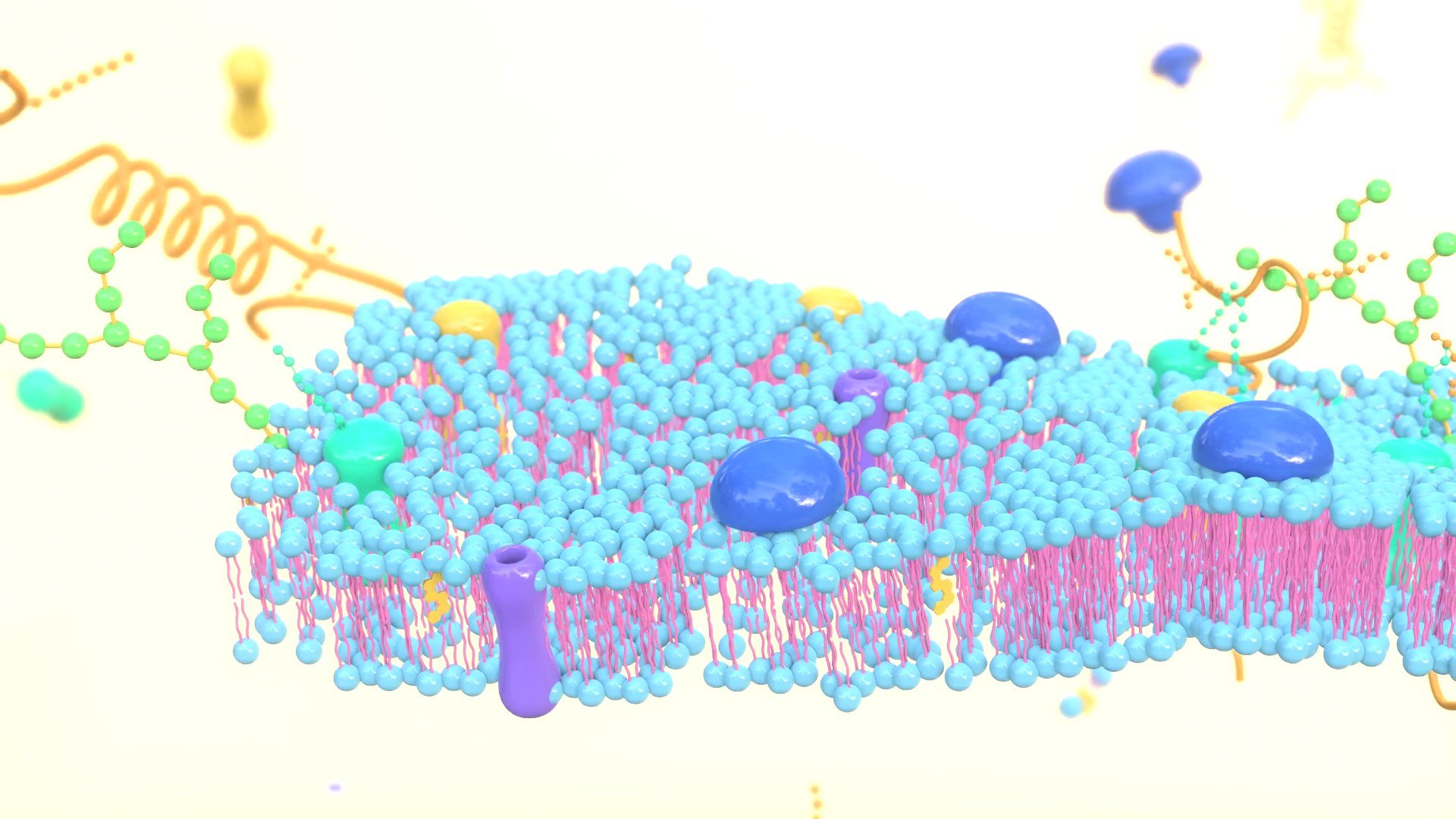 3D Cell membrane diagram model https://p.turbosquid.com/ts-thumb/b2/E5zam6/3B/img3/jpg/1692852974/1920x1080/fit_q87/64d9783c36d8d42e20157521ebcd2d1d8ac82b17/img3.jpg