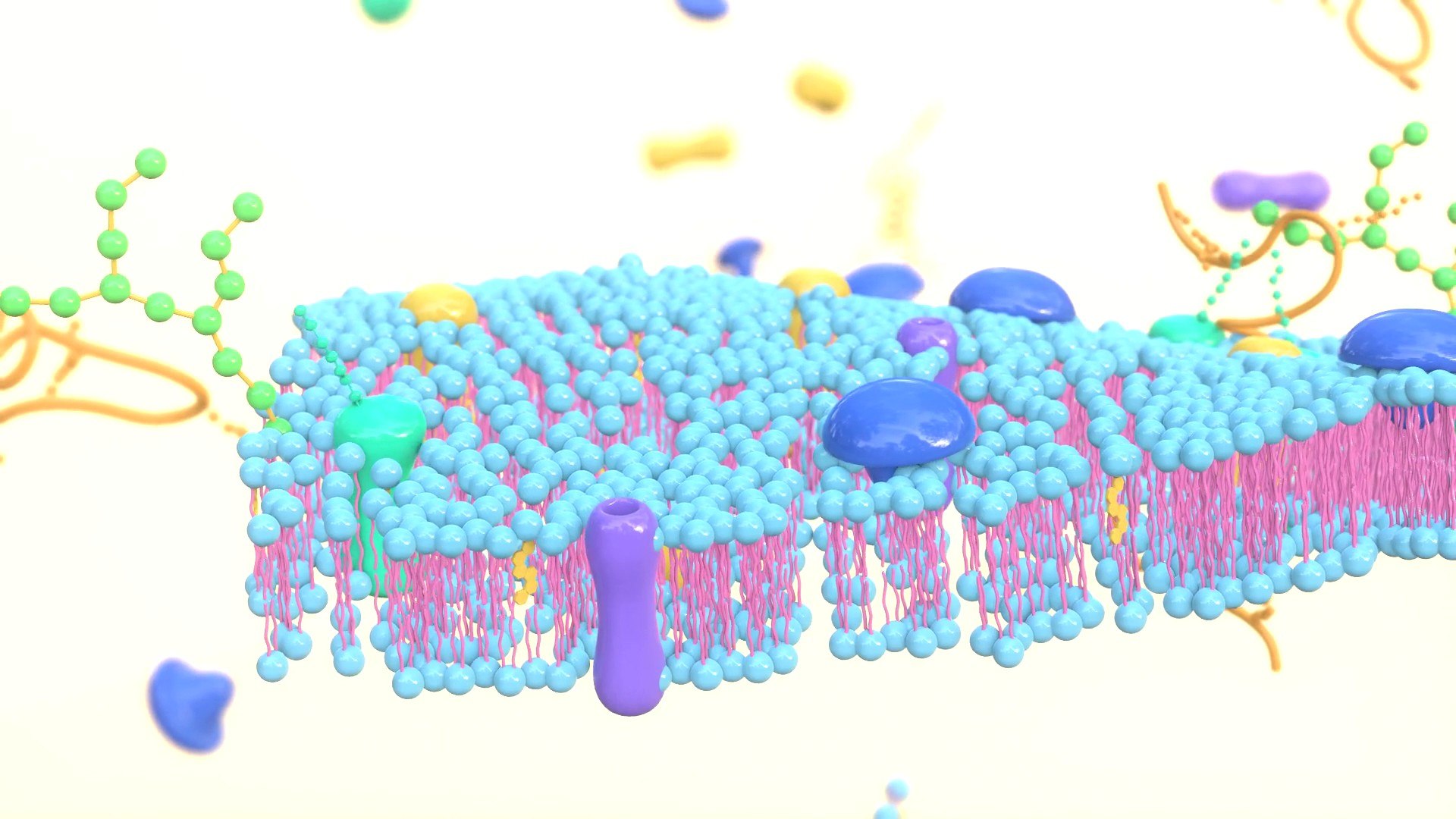 3D Cell membrane diagram model https://p.turbosquid.com/ts-thumb/b2/E5zam6/Ax/img2/jpg/1692852974/1920x1080/fit_q87/24145a53b5f8b87e846628370d5ce546f473dbe9/img2.jpg
