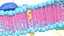Cell membrane diagram