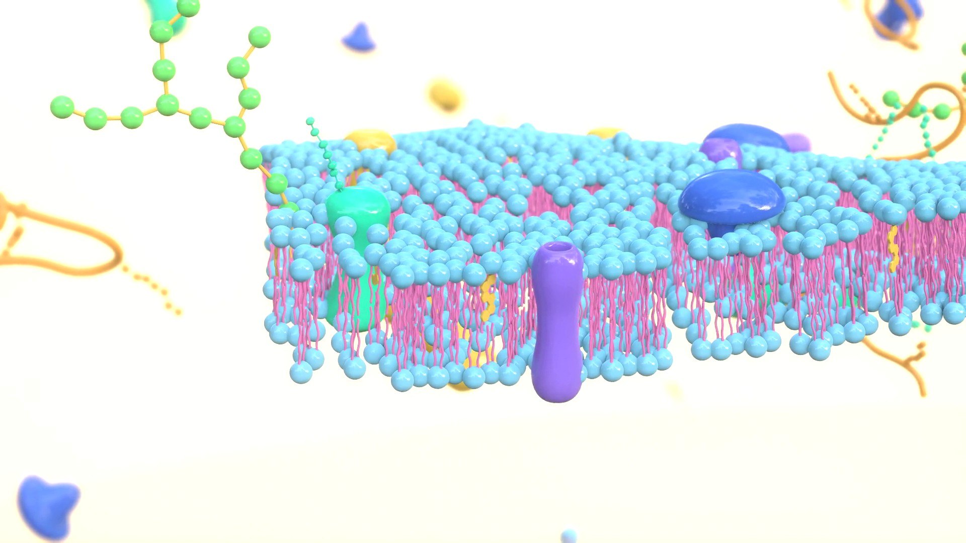 3D Cell membrane diagram model - TurboSquid 2115542