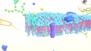 Cell membrane diagram