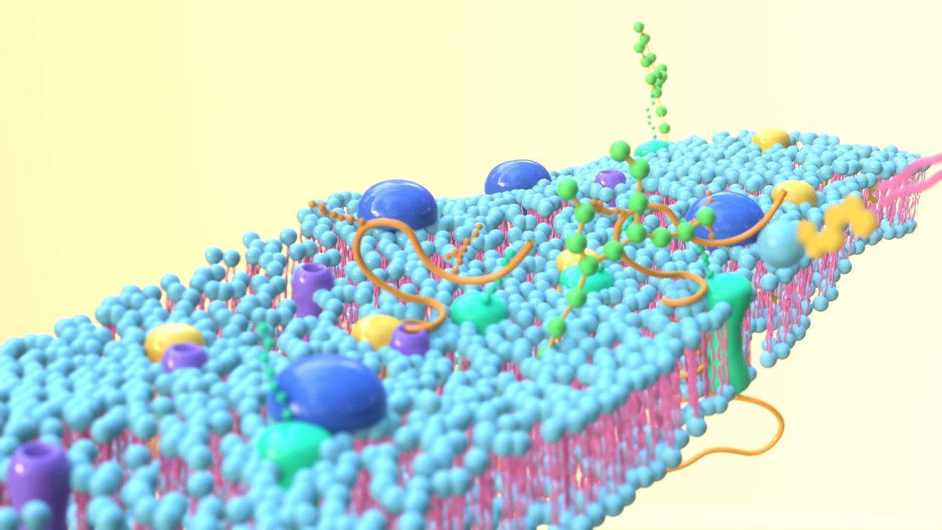 3D Cell membrane diagram model https://p.turbosquid.com/ts-thumb/b2/E5zam6/W4/img9/jpg/1692852977/1920x1080/fit_q87/aaf367636cfaca717269e95df037f24842391817/img9.jpg