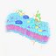 Cell membrane diagram