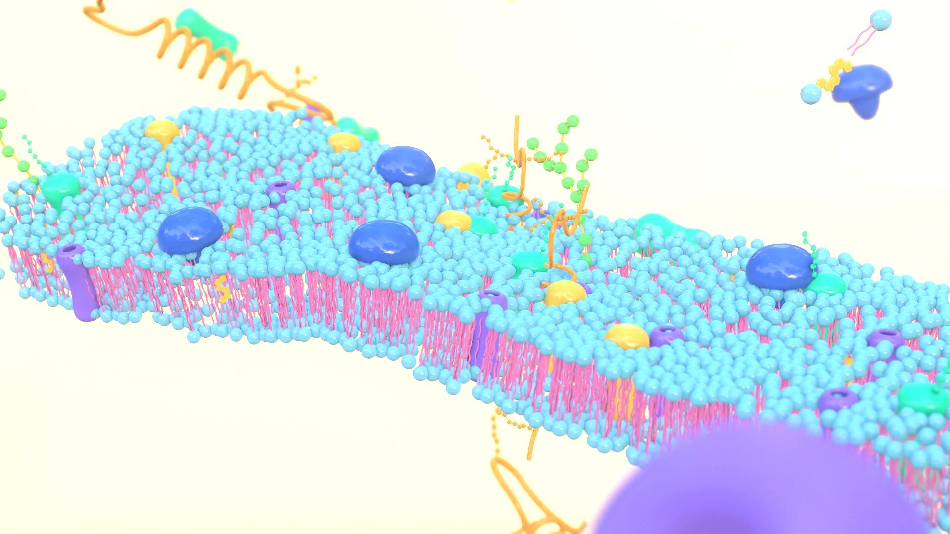 3D Cell membrane diagram model https://p.turbosquid.com/ts-thumb/b2/E5zam6/pB/img5/jpg/1692852975/1920x1080/fit_q87/e5fe983458721ea31d61f761d3f8c9a47cbf1f2d/img5.jpg