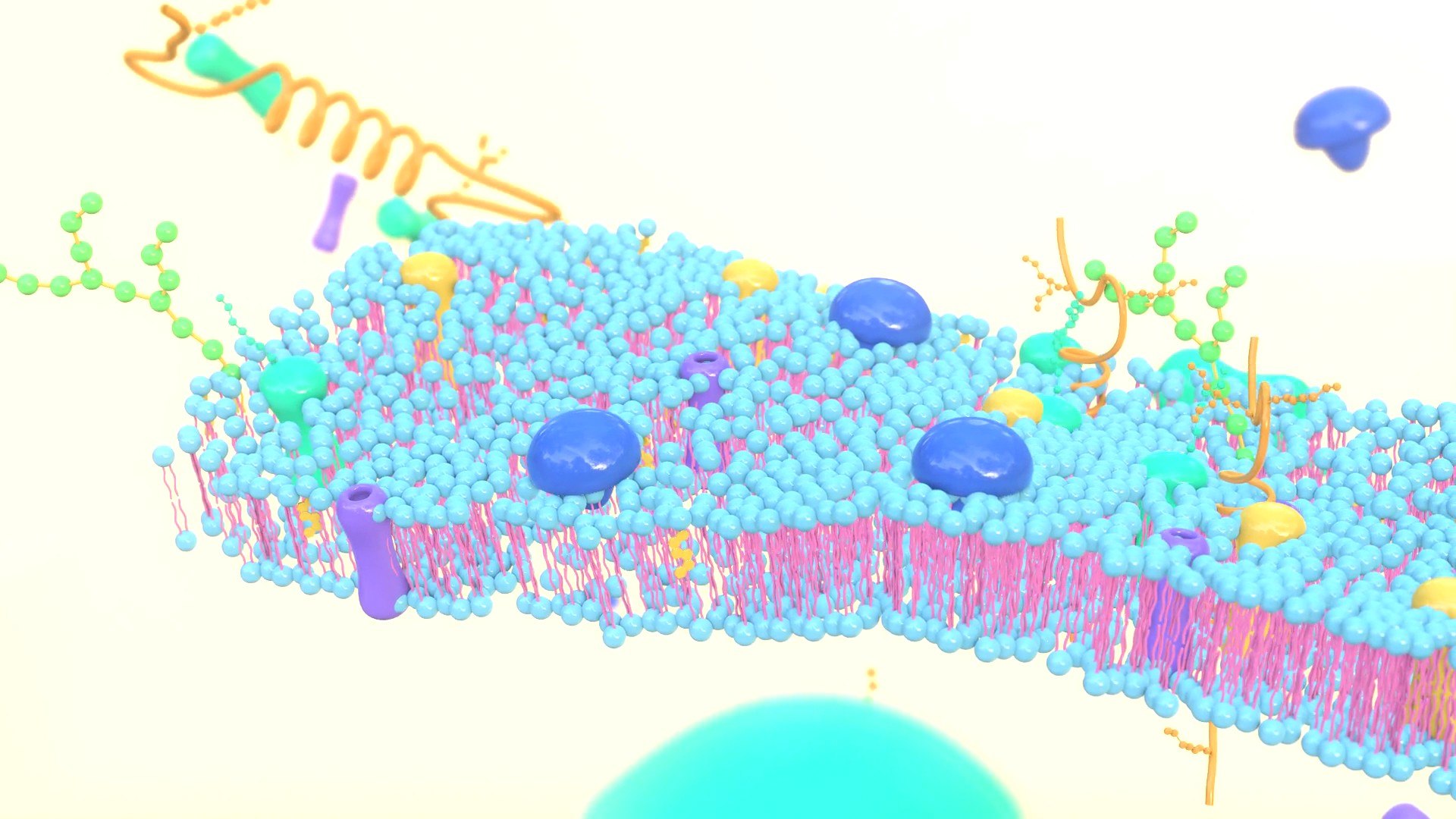 3D Cell membrane diagram model https://p.turbosquid.com/ts-thumb/b2/E5zam6/vE/img4/jpg/1692852975/1920x1080/fit_q87/4a049d426fffed580969d6d4e6bc878b6a7de3aa/img4.jpg