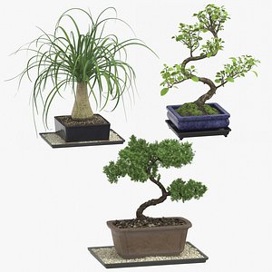 bonsai trees 3D model