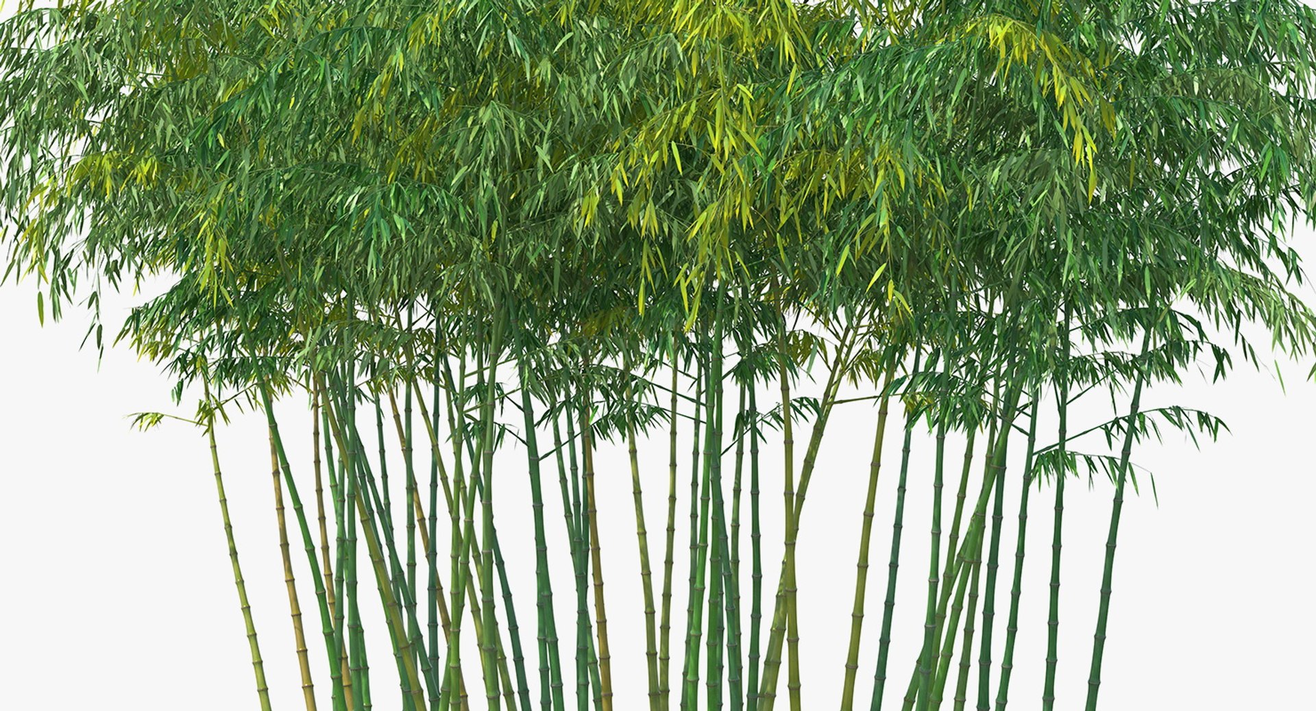 Bamboo Grove 3D Model - TurboSquid 1396501