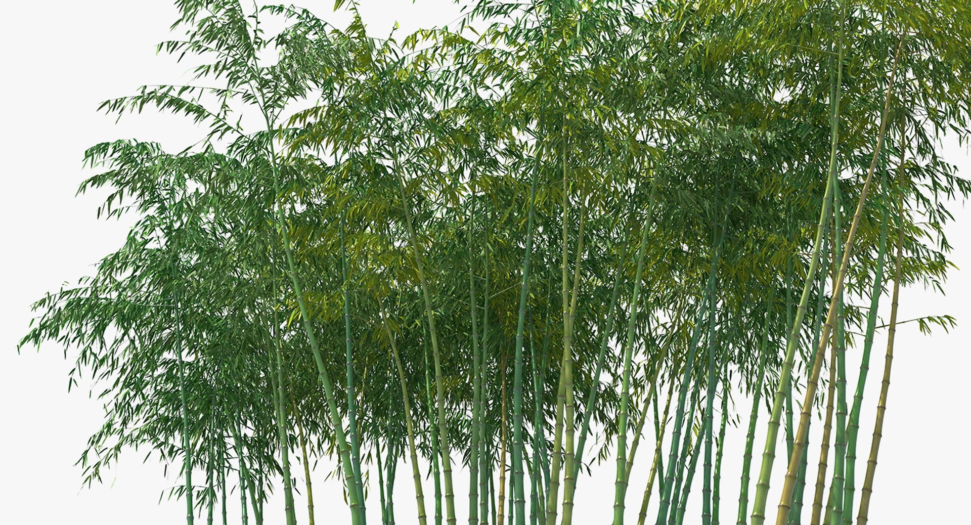 bamboo grove 3D model https://p.turbosquid.com/ts-thumb/b2/SDGPOC/EMnpRmn2/bamboogrovemb3dmodel012/jpg/1554962376/1920x1080/fit_q87/ea01a38e31be6d552bc7c5b1f0ba8379735df5d2/bamboogrovemb3dmodel012.jpg